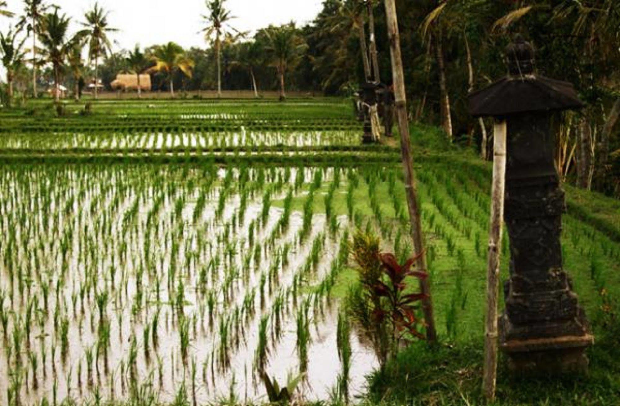Puri Darma Agung Villa Ubud Exterior foto